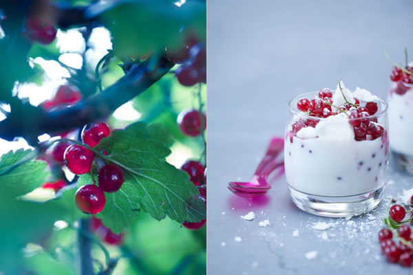 photographie culinaire fromage blanc meringue groseilles