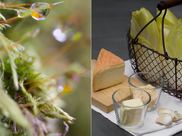 Photographie culinaire gratin d'endives au maroilles